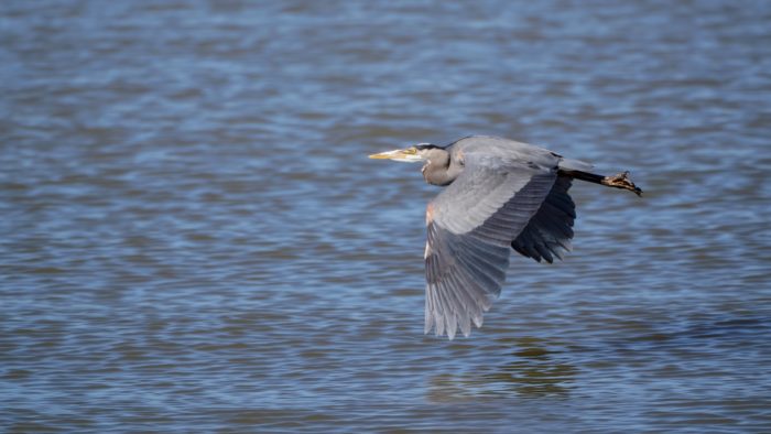 Great Blue Heron in flight