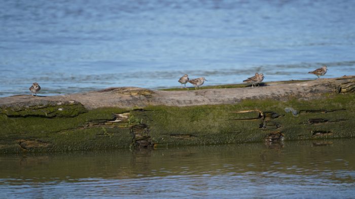 Least Sandpipers