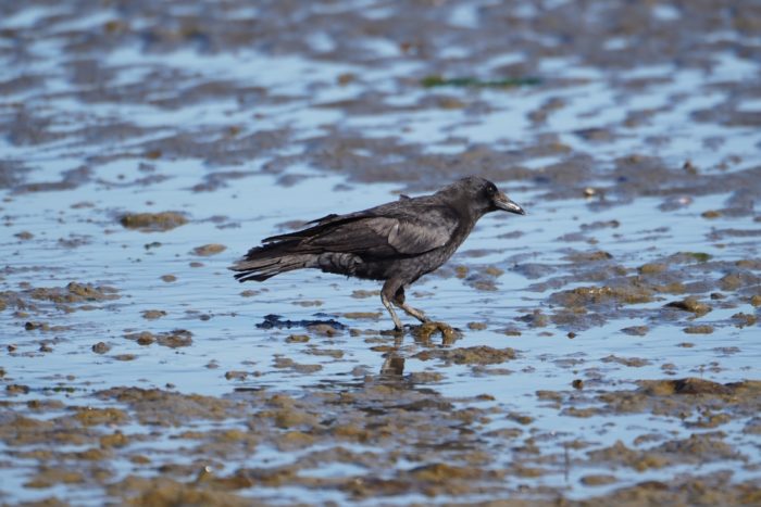 Crow in the mud