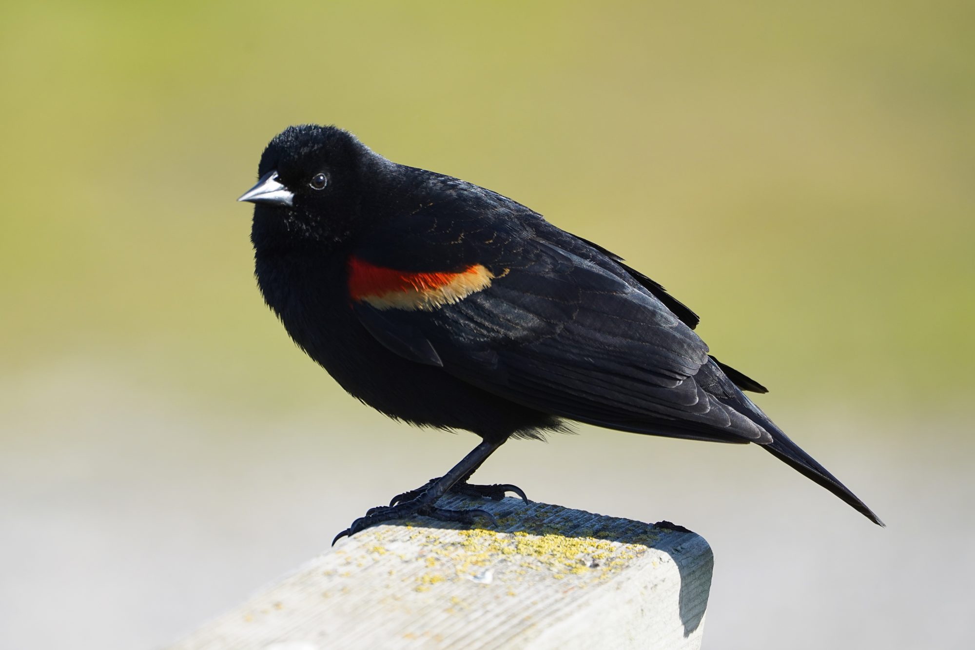 Red-winged Blackbird