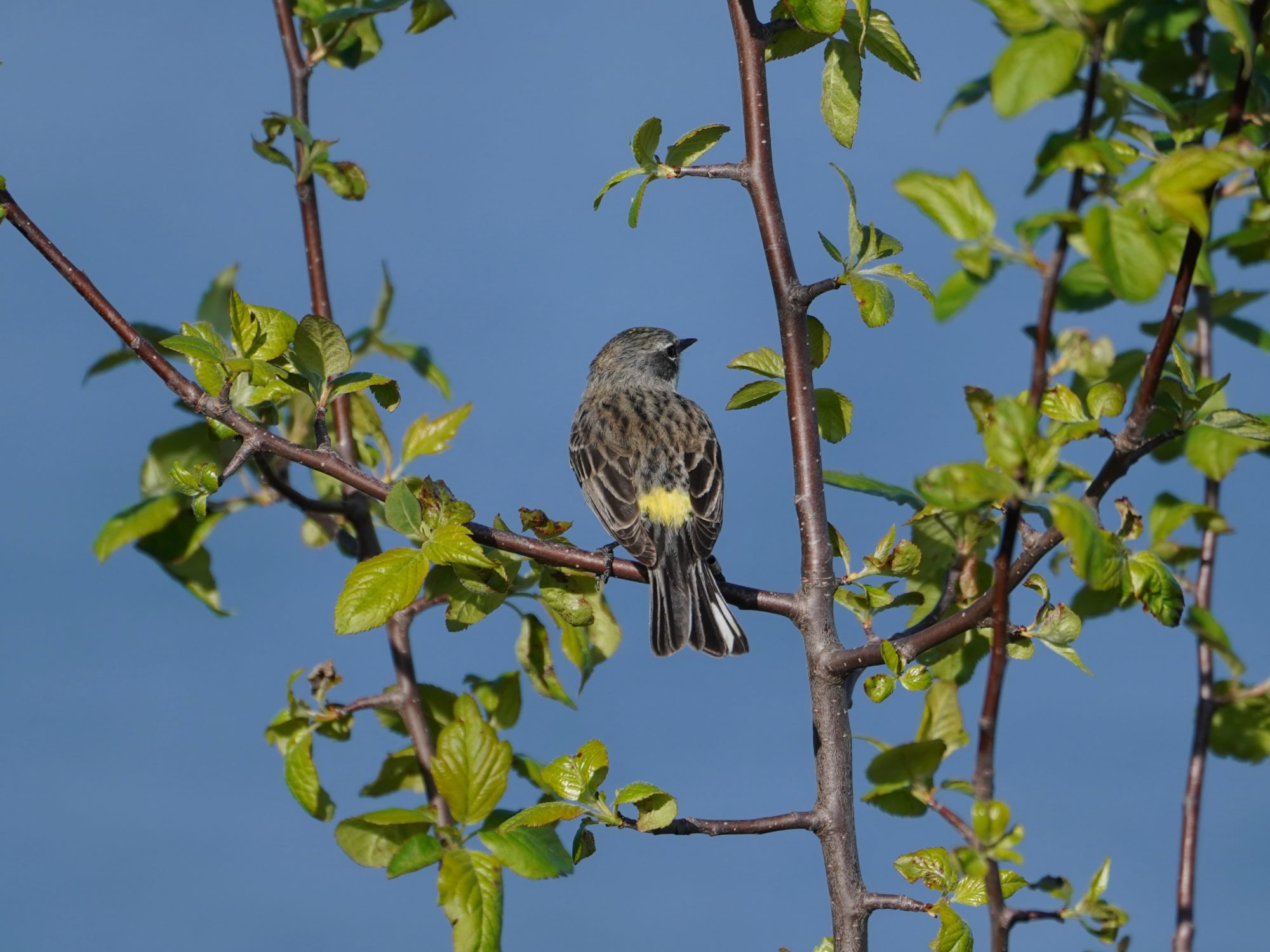 Yellow-rumped Warbler, female Myrtle