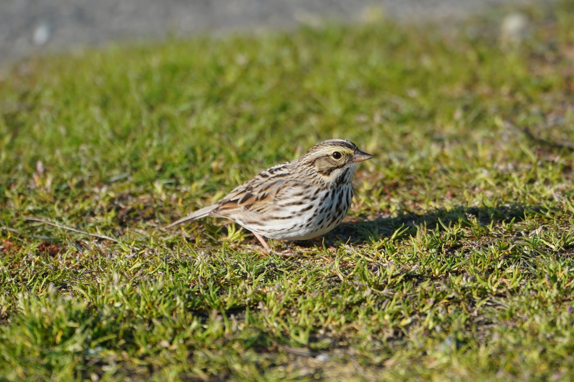 Savannah Sparrow