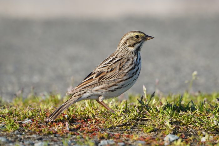 Savannah Sparrow