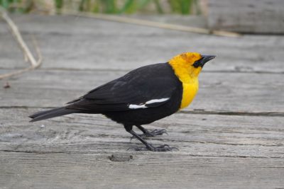 Yellow-headed Blackbird