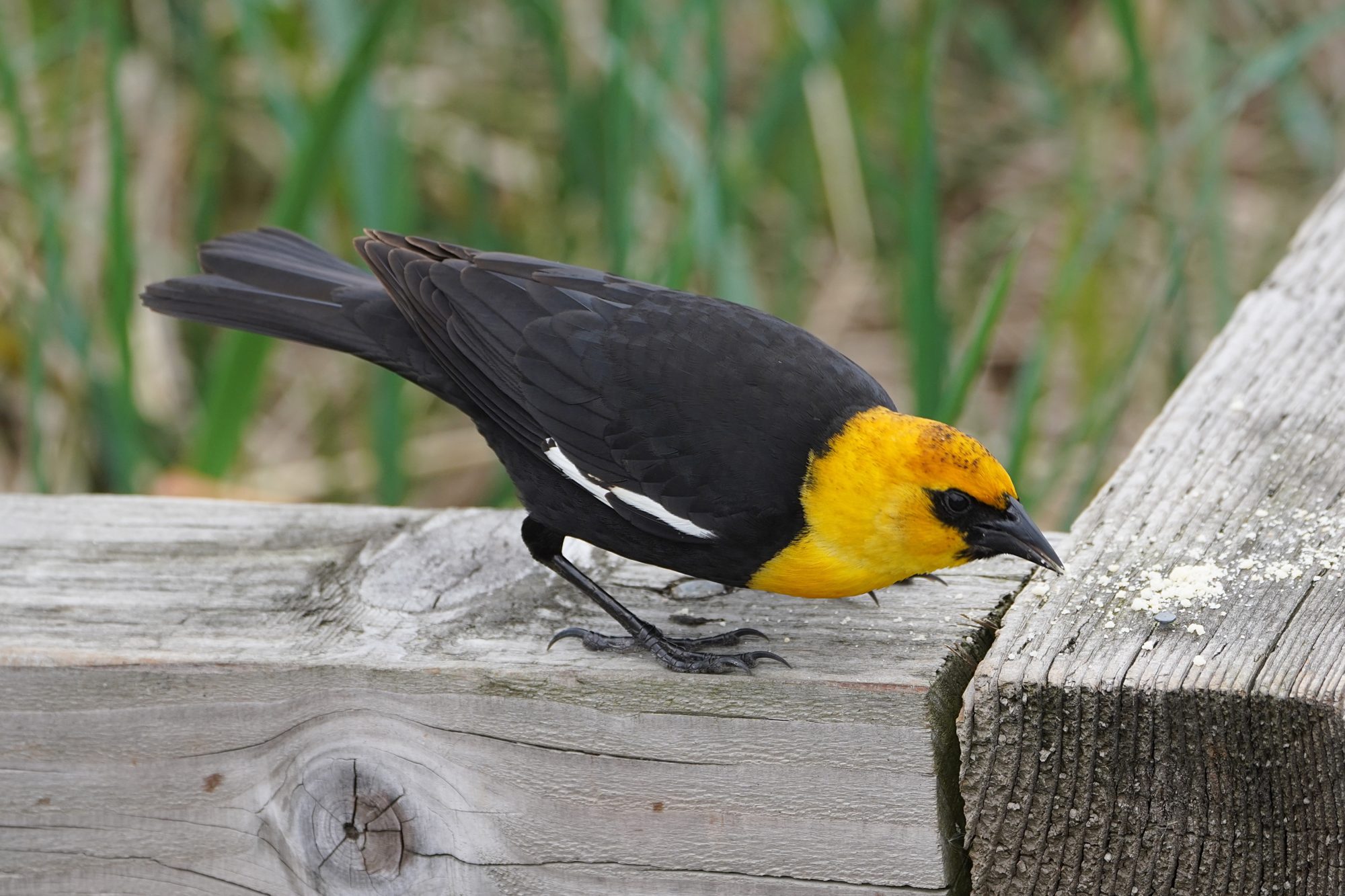 Yellow-headed Blackbird