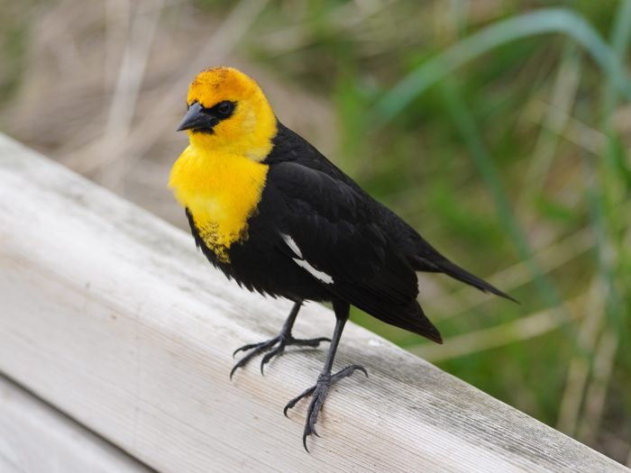 Yellow-headed Blackbird