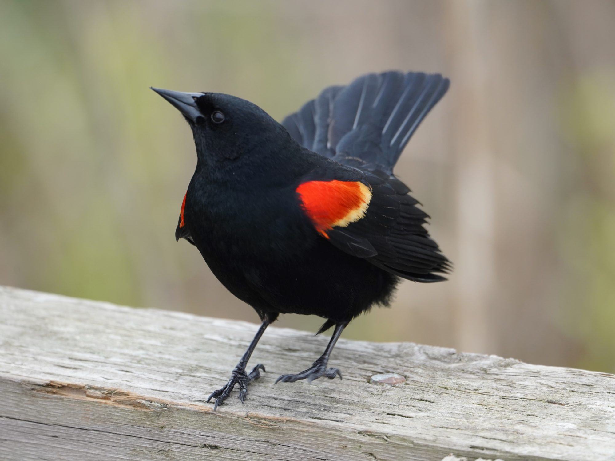 Red-winged Blackbird