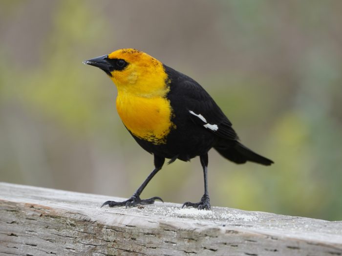 Yellow-headed Blackbird