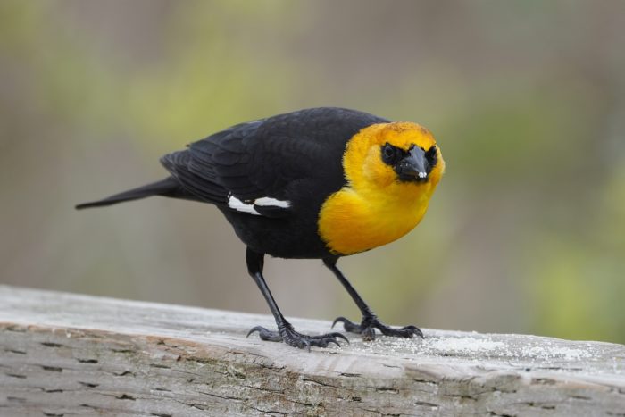 Yellow-headed Blackbird