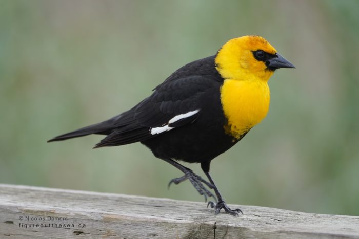 Yellow-yeaded Blackbird