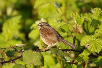 Song Sparrow