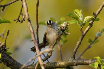 White-crowned Sparrow