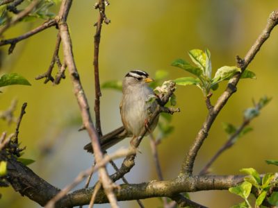 White-crowned Sparrow