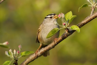 White-crowned Sparrow