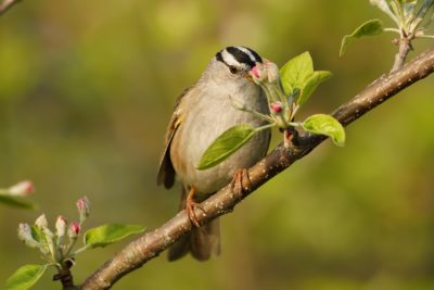 White-crowned Sparrow