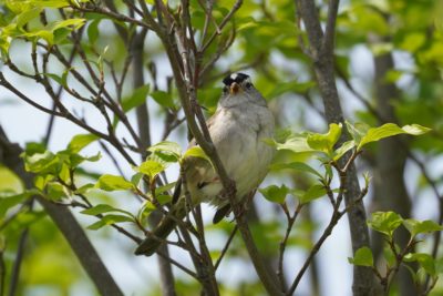 White-crowned Sparrow