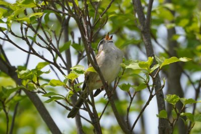 White-crowned Sparrow