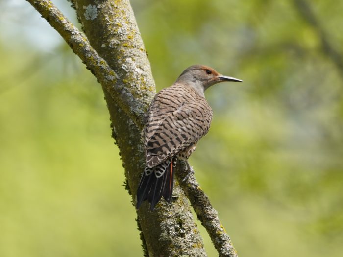 Northern Flicker, female