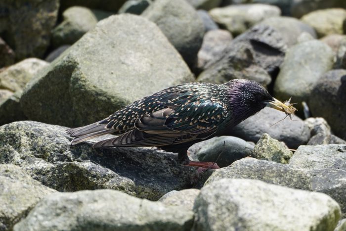 European Starling