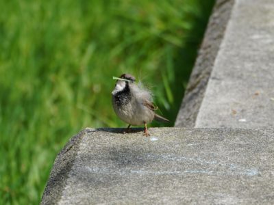 House Sparrow, male