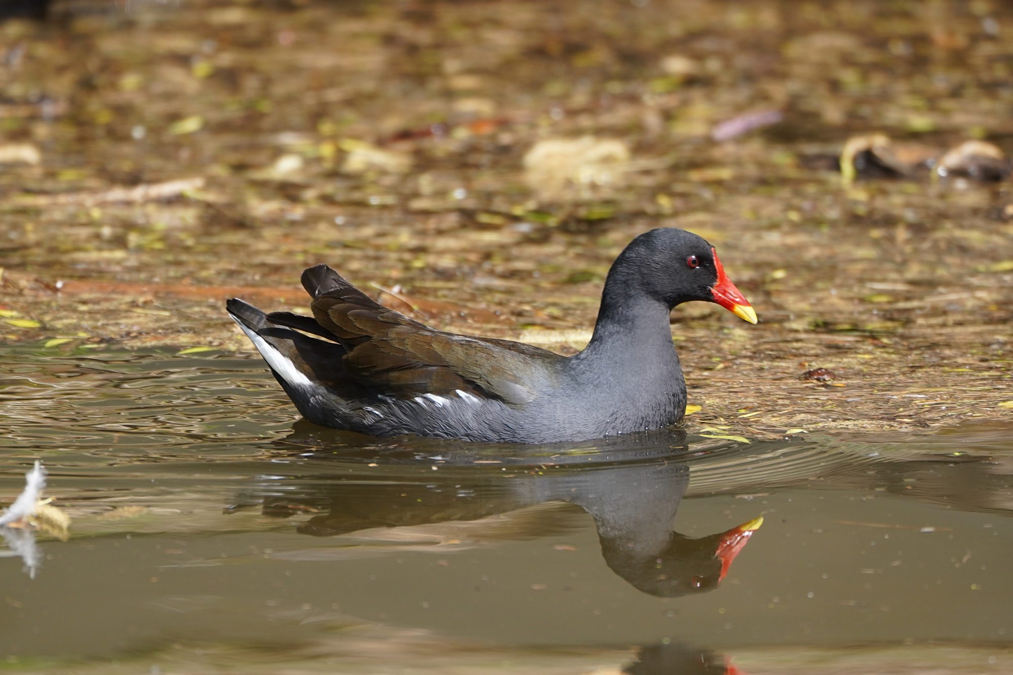 Eurasian Moorhen