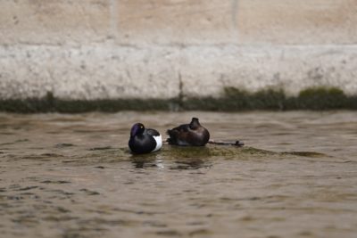 Tufted Duck pair