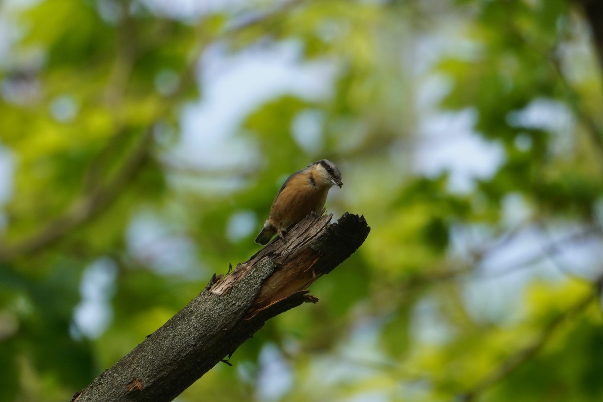 Eurasian Nuthatch