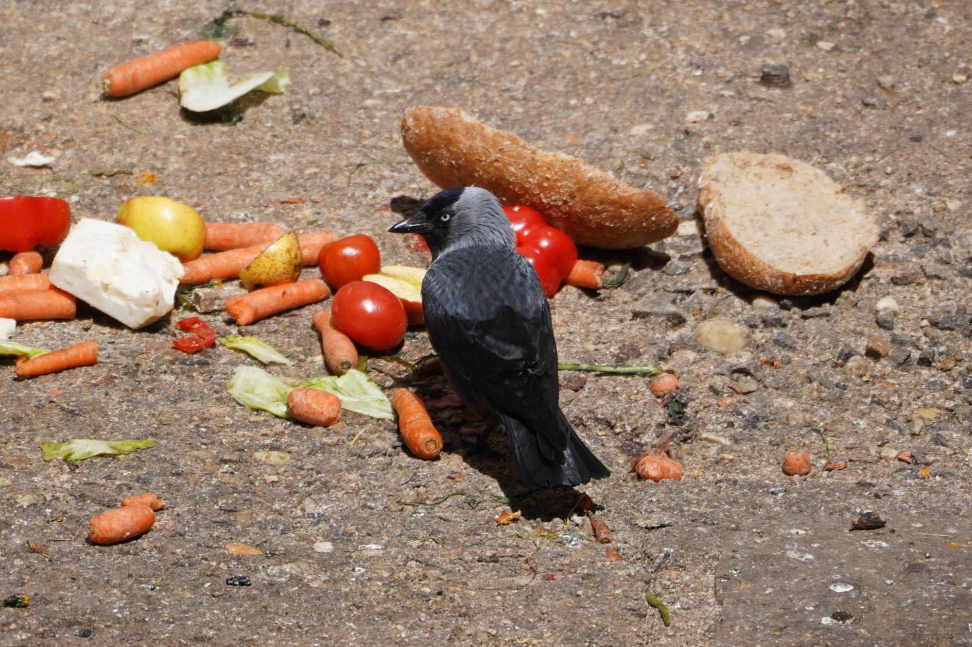 Jackdaw and veggies