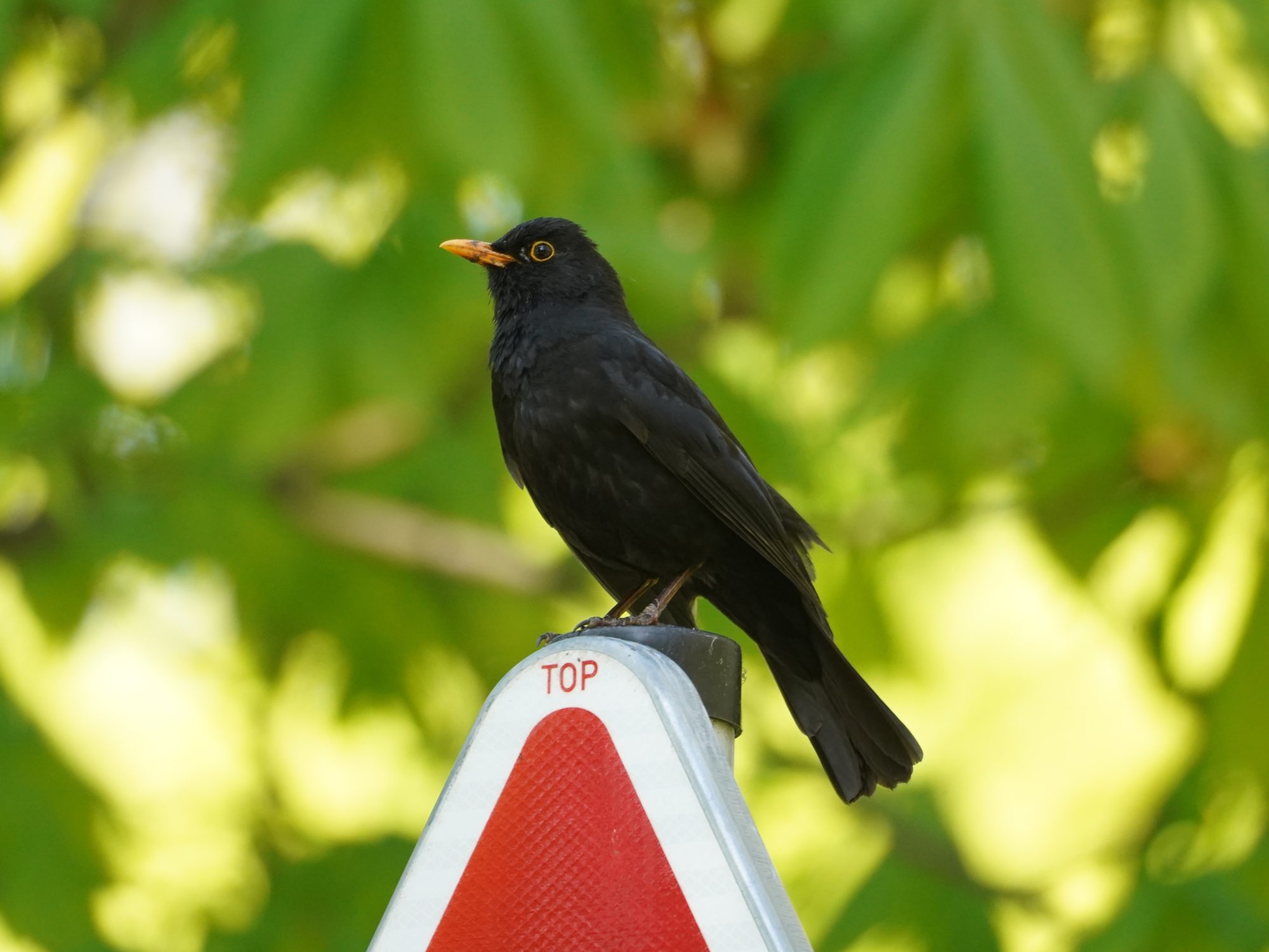 Eurasian Blackbird