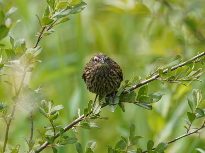 An adult female Red-winged Blackbird sitting on a branch, looking intently in my direction. She is surrounded by greenery