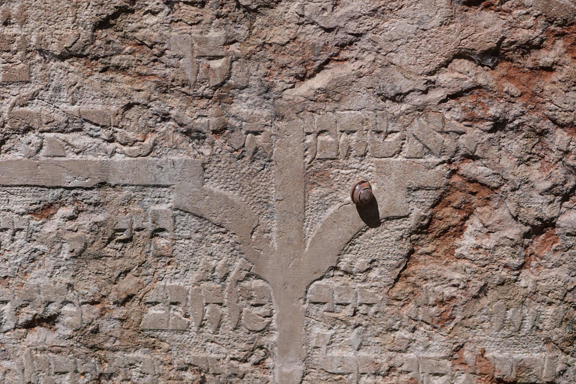 Snail on a gravestone