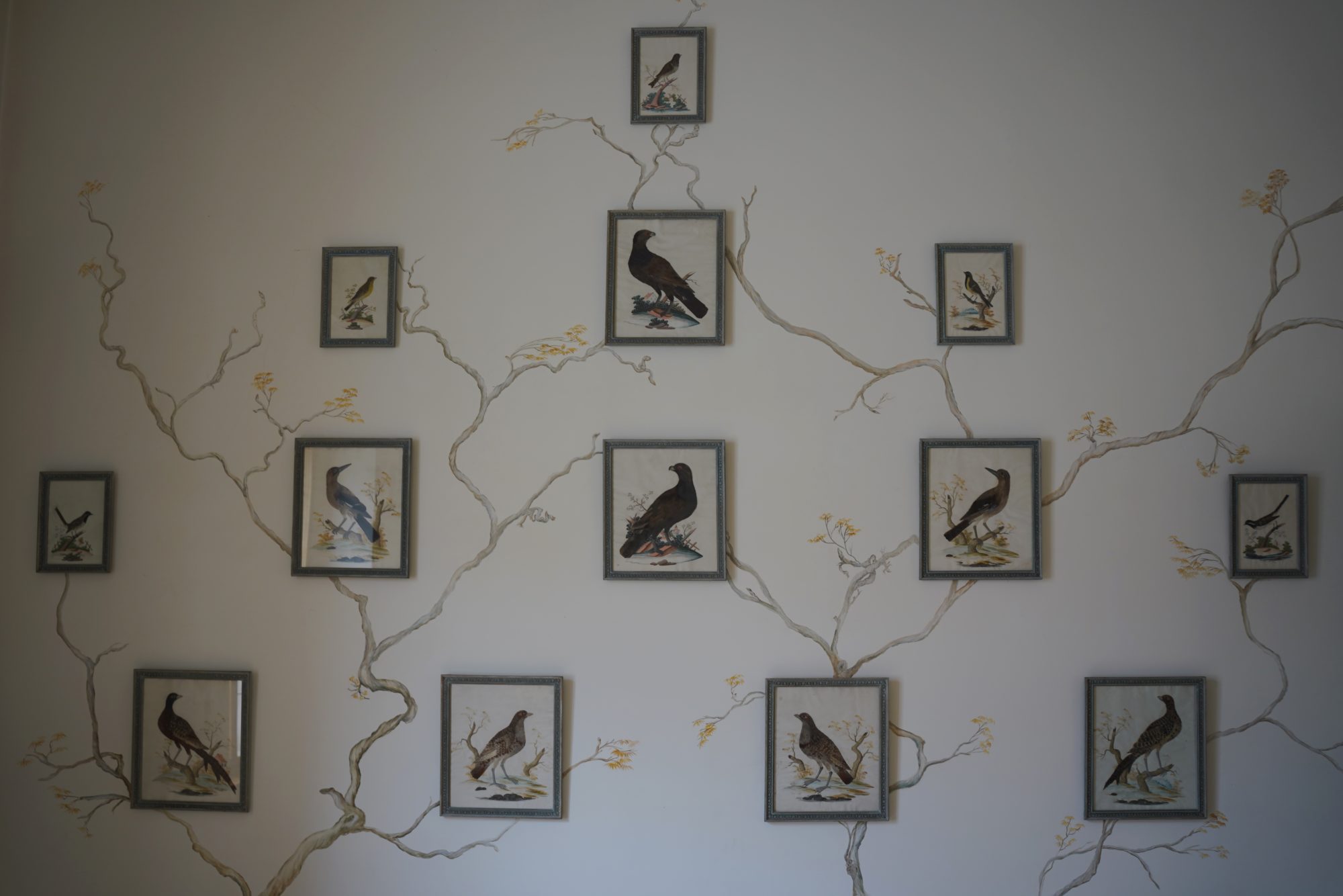 A bunch of paintings of birds