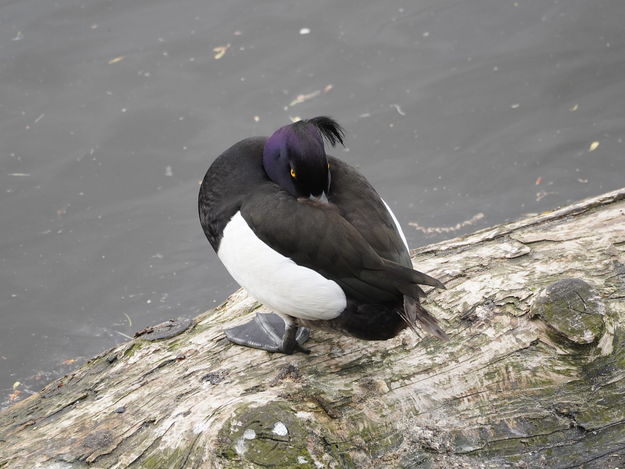 Tufted Duck