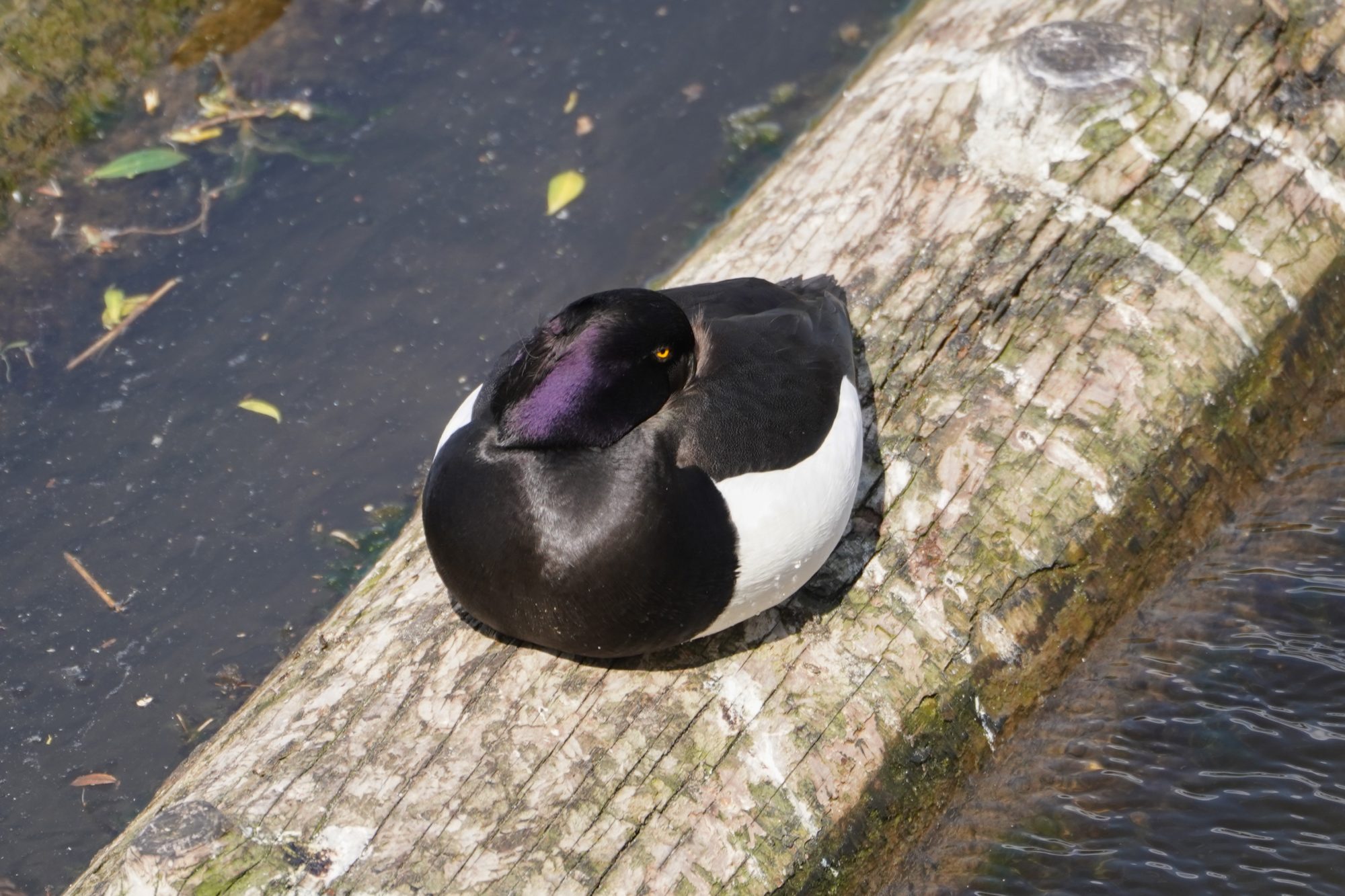 Tufted Duck, male