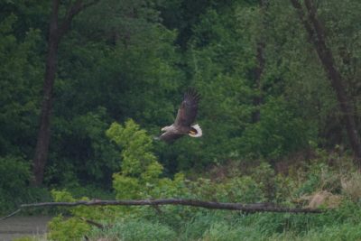 White-tailed Eagle in flight