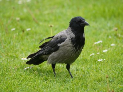 A Hooded Crow in the grass; black head, wings and eyes, grey back and chest