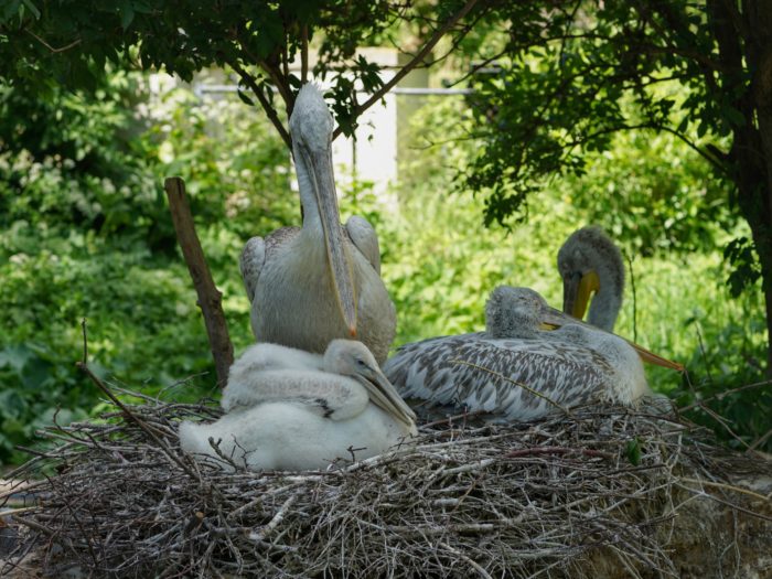 Dalmatian Pelicans, large white pelicans, in a nest.