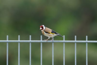 European Goldfinch, a bird with brown, red, white and yellow markings