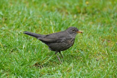 Eurasian Blackbird, female. A grey bird with speckly throat, and prominent yellow eye ring and beak