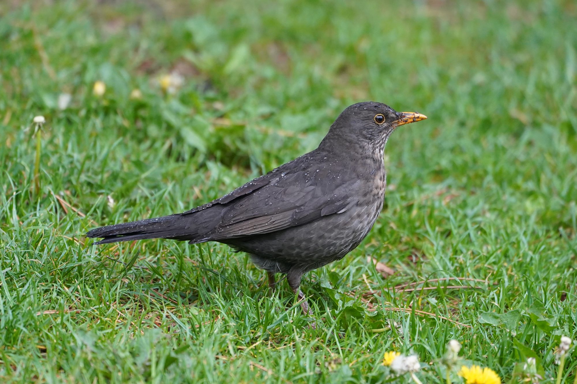 Eurasian Blackbird, female. A grey bird with speckly throat, and prominent yellow eye ring and beak