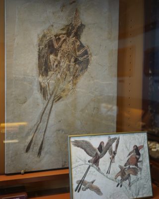 Preserved specimen of a winged and feathered dinosaur