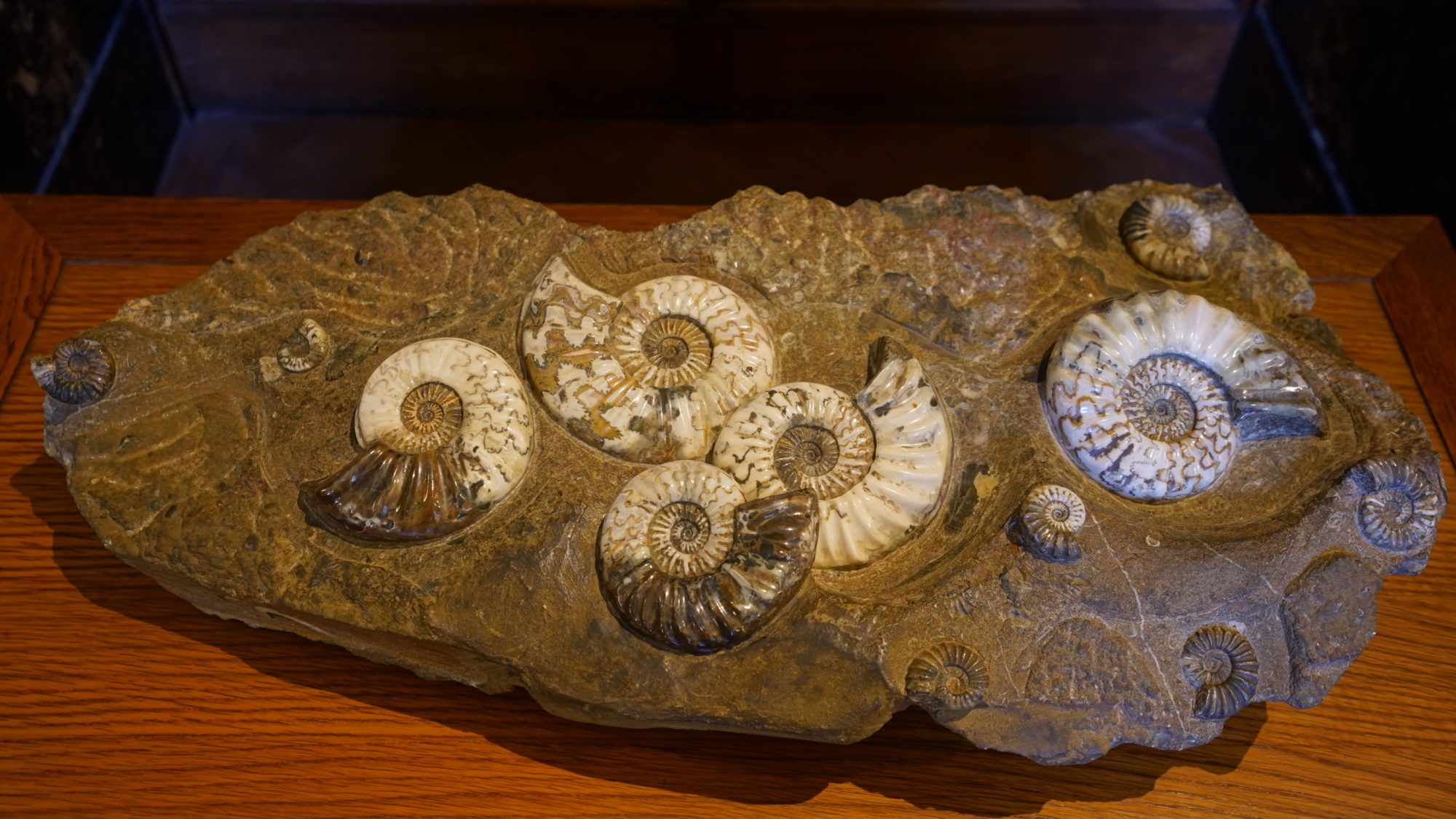 A bunch of fossilised ammonites