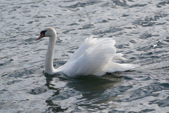A swan on the water