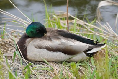 Sleeping male mallard