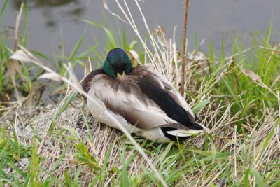 Male Mallard trying to nap