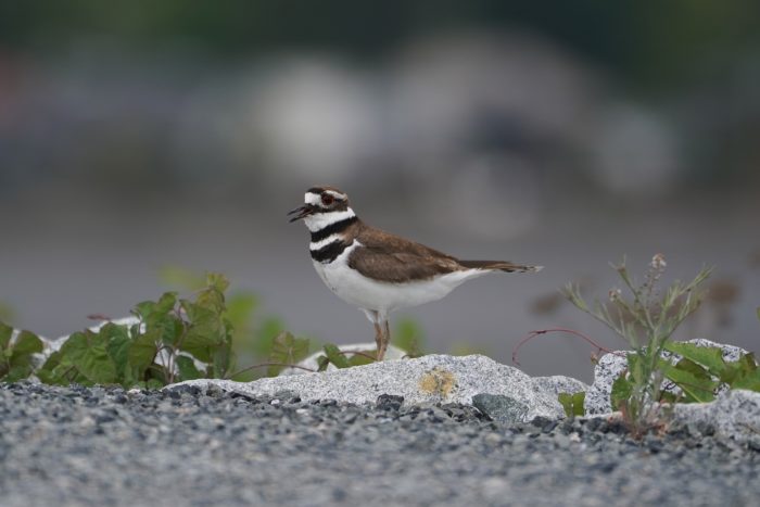 Killdeer calling