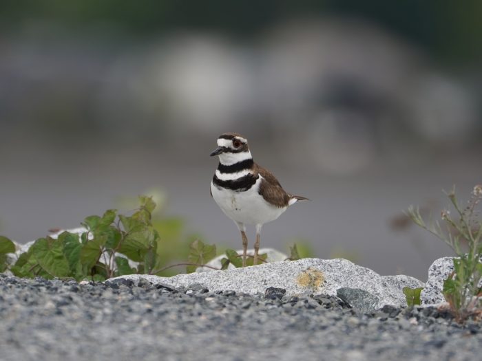 Killdeer