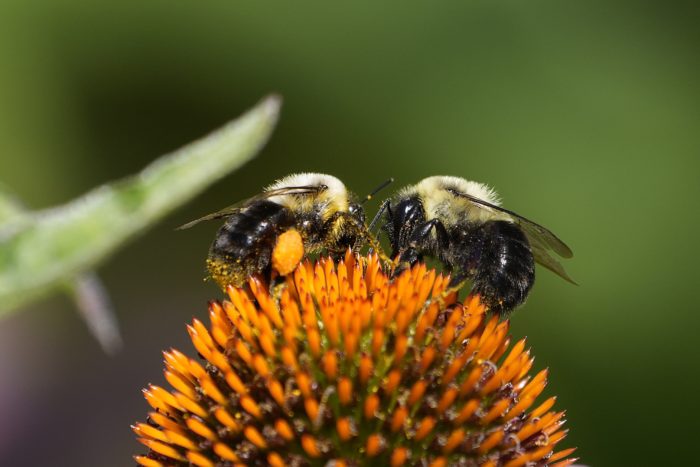 Two bumblebees on the orange core of a flower