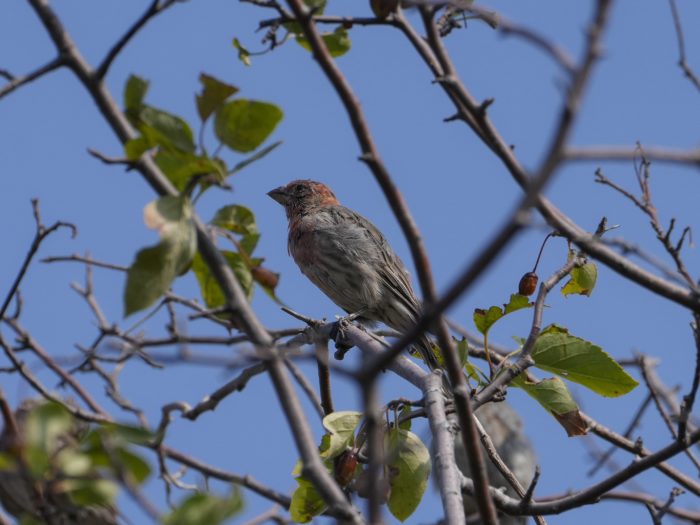 A male House Finch up in a tree