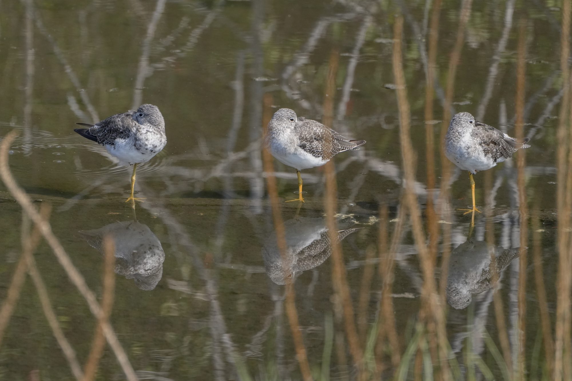 Three Greater Yellowlegs on a log in a little creek, each standing on one leg